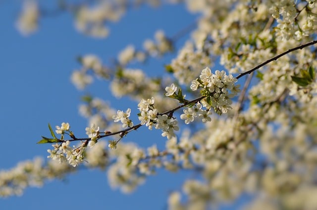 Free Flowers Cherry photo and picture