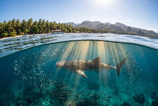 Free Philippines Whale Shark illustration and picture