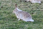 Random: hare, grass, animal, nature, wildlife, ears, biodiversity, species, meadow, wilderness, mammal, lighting, forest, climate, european hare, environment, burrow, green, behavior, wild