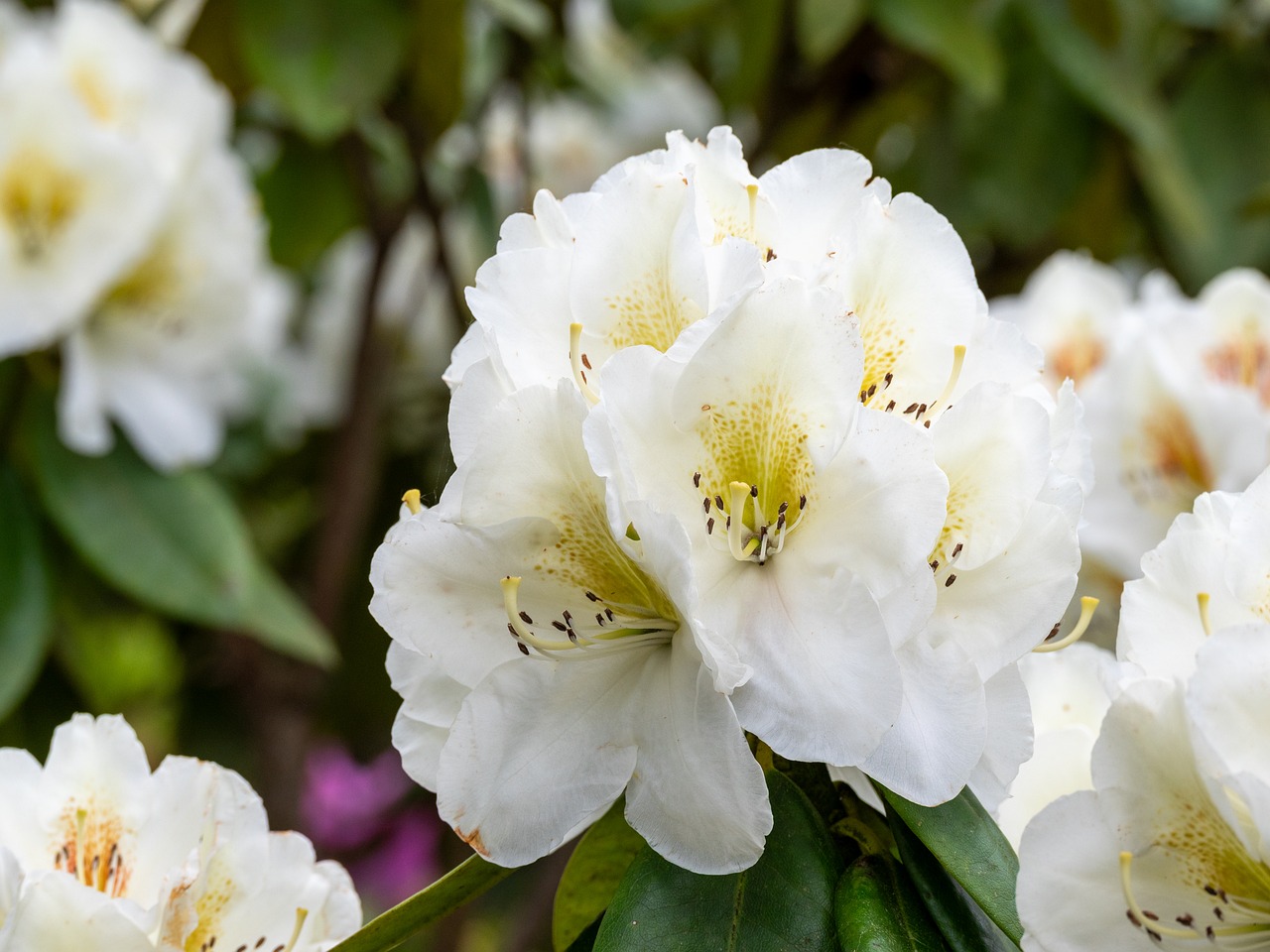 Rhododendron Blumen Wei - Kostenloses Foto auf Pixabay