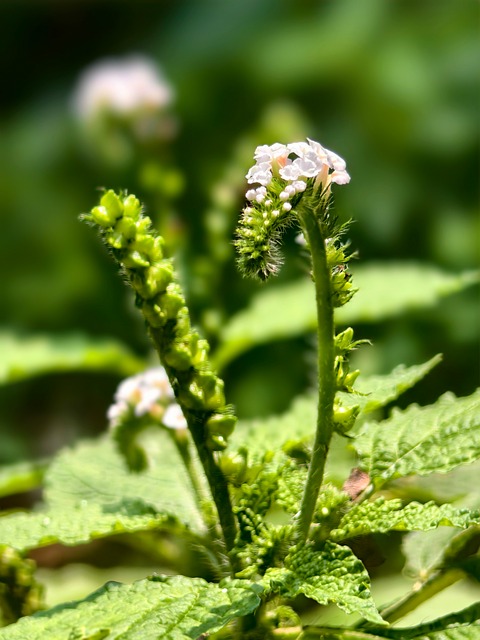 Natur, Pflanze, Blume, Detail, Makro
