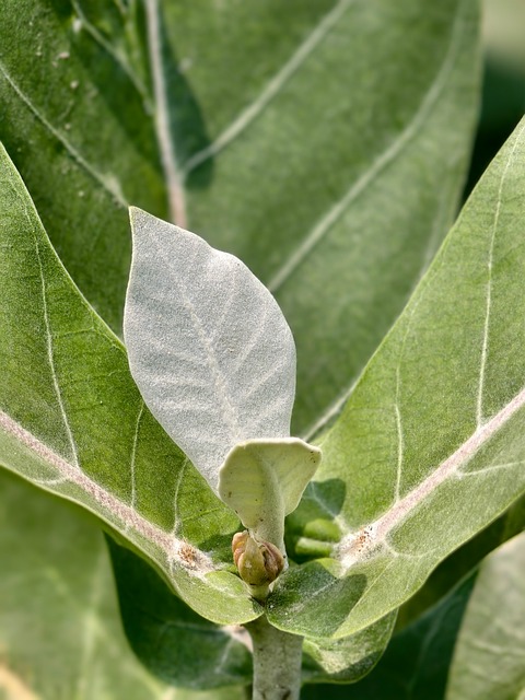 Pflanze, Blatt, Detail, Grün, Natur