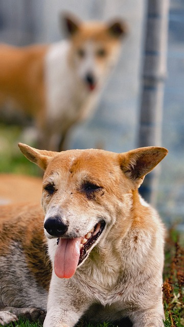 Hund, Tier, Zunge, Gras, Natur, Draussen