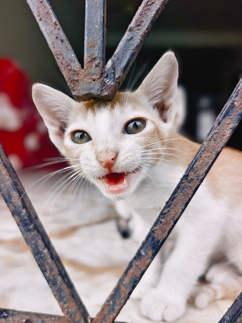 Kätzchen, Miauen, Tier, Katze, Niedlich