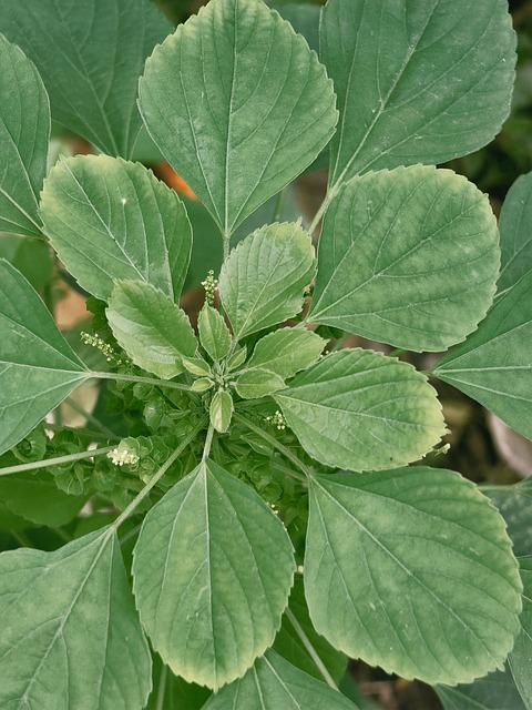 Pflanze, Blätter, Grün, Detail