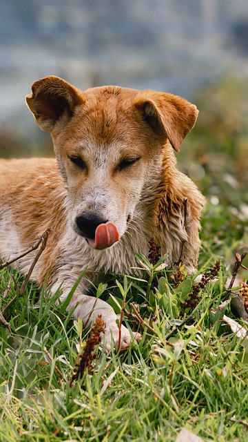 Hund, Gras, Lecken, Welpe, Draußen