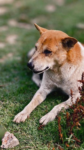 Hund, Liegend, Gras, Draußen, Natur
