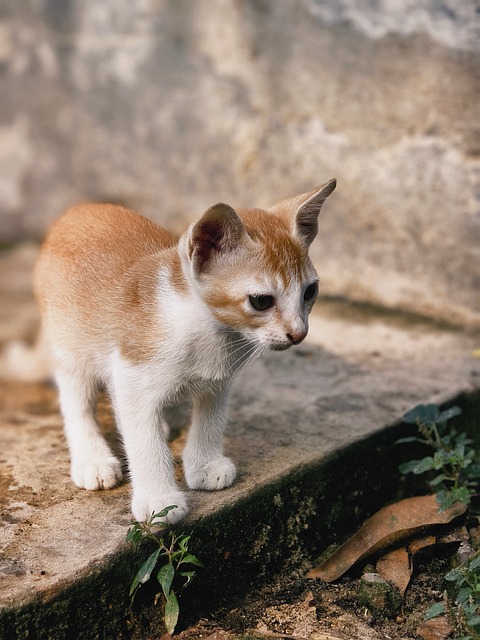 Gato, Gatinho, Jovem, Fofinho, Curioso