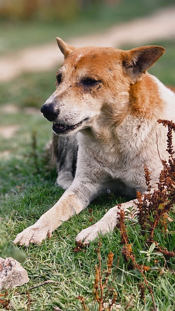 Hund, Liegend, Draußen, Gras, Garten