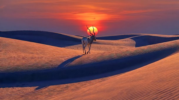 Free Antelope Desert illustration and picture