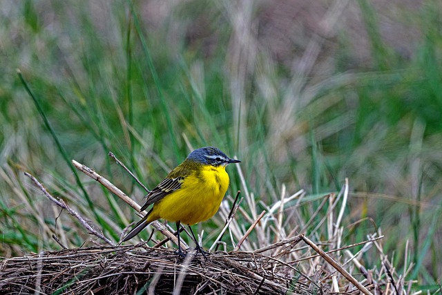 Free Bird Yellow photo and picture