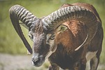 Random: mouflon, animal, wildlife, nature, large horns, mammmal, bleating, savanna, wild, conservation, biology, horns, europe, equator, serene, coat color, habitat, ecosystem, close-up, environment