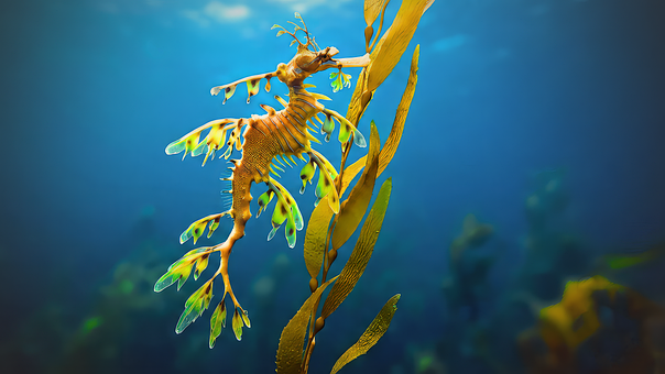 Free Leafy Seadragon Seaweed illustration and picture