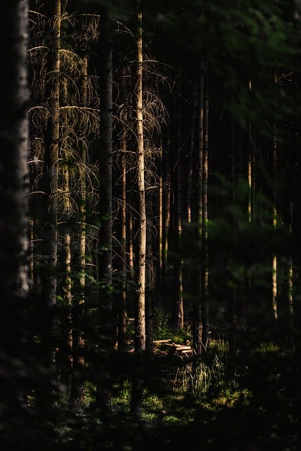 Free Forest Trees photo and picture