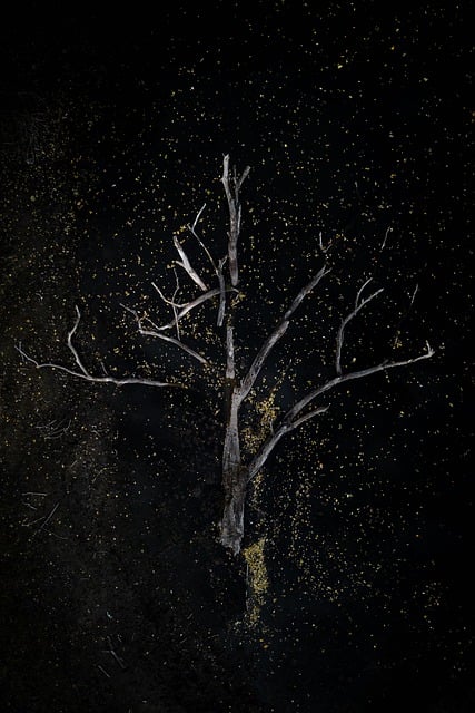 Free Tree Darkness photo and picture
