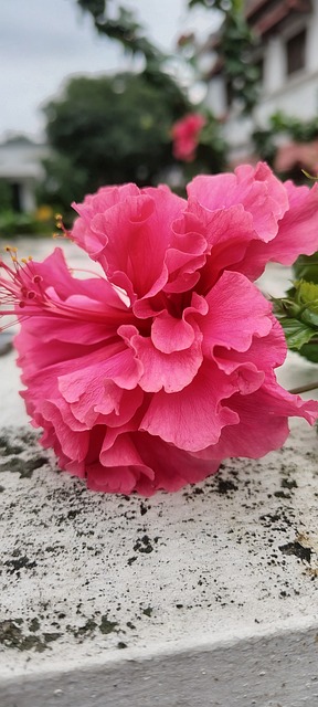 Hibiscus, Blomst, Pink, Natur, Have
