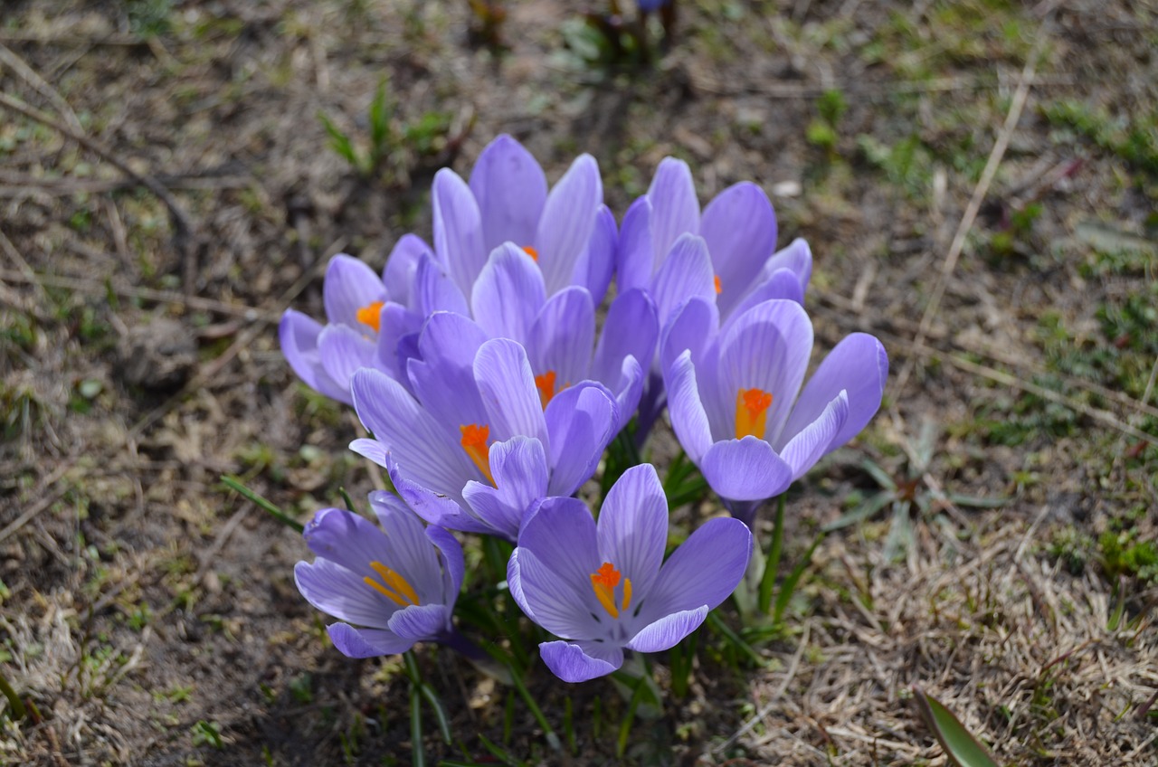 Krokus, Lilane Blumen, Frühling