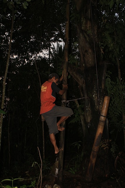 Free Night Jungle photo and picture