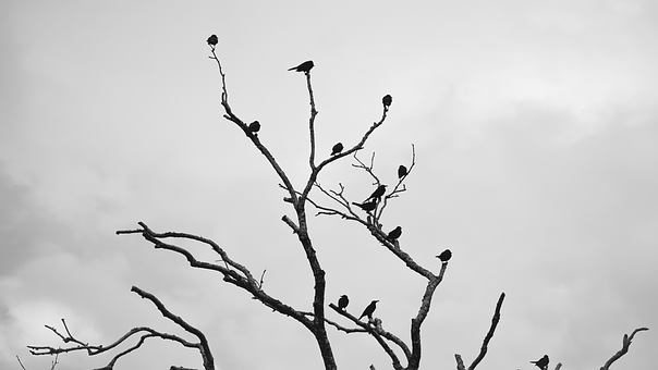 Free Tree Birds photo and picture