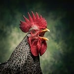Random: rooster, bird, feathers, red comb, nature, plumage, crowing, detailed, traditional, farm animal, texture, pride, lying, call, close-up, green, natural background, feeding, domestic fowl, right view
