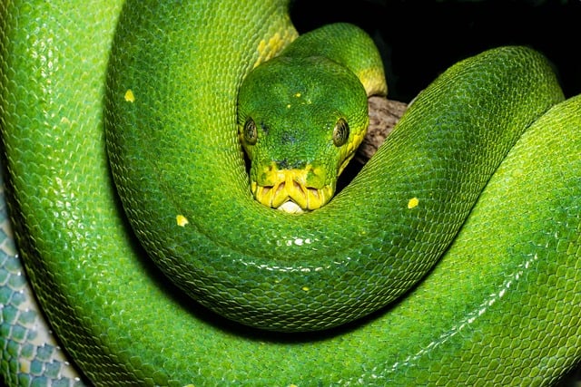 Free Green Snake photo and picture