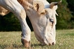 Random: cow, pasture, animal, nature, outdoor, agriculture, peaceful, mammal, horns, beautiful scenery, grass, rural, farm, grazing, face, details, eye, close-up, summer