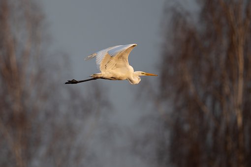 Free Heron Great Egret photo and picture