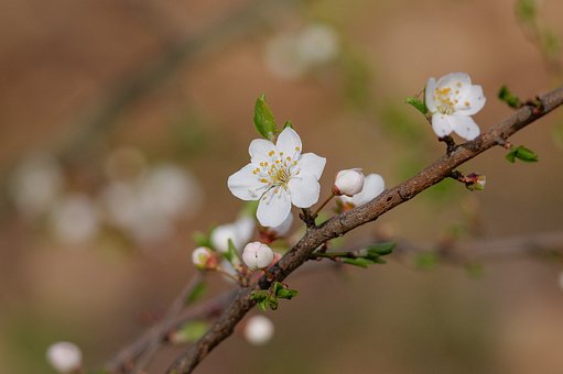 Free Spring Flower photo and picture