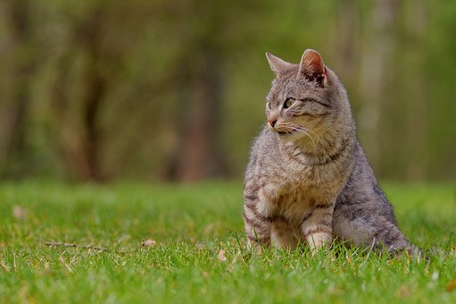 Free Cat Animal photo and picture