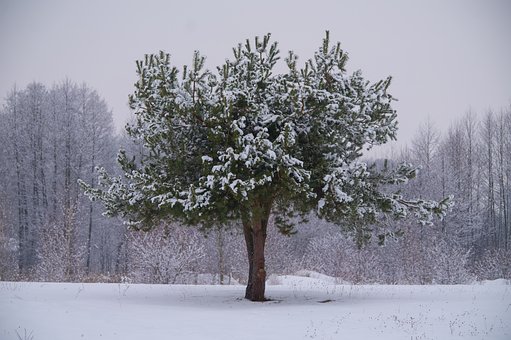 Free Tree Winter photo and picture
