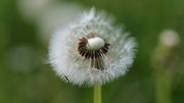 민들레, 매크로, 씨앗, 꽃 벽지, 자연, 식물, 꽃 배경, 꽃, 야생화
