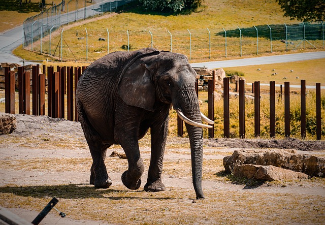Free Elephant Nature photo and picture