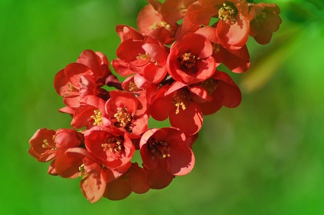 Free Flowers Red photo and picture