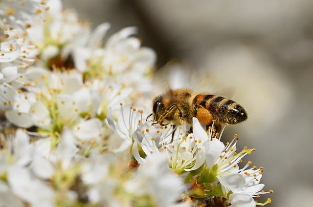 Bi, Bestøvning, Pollen, Nektar, Blomst