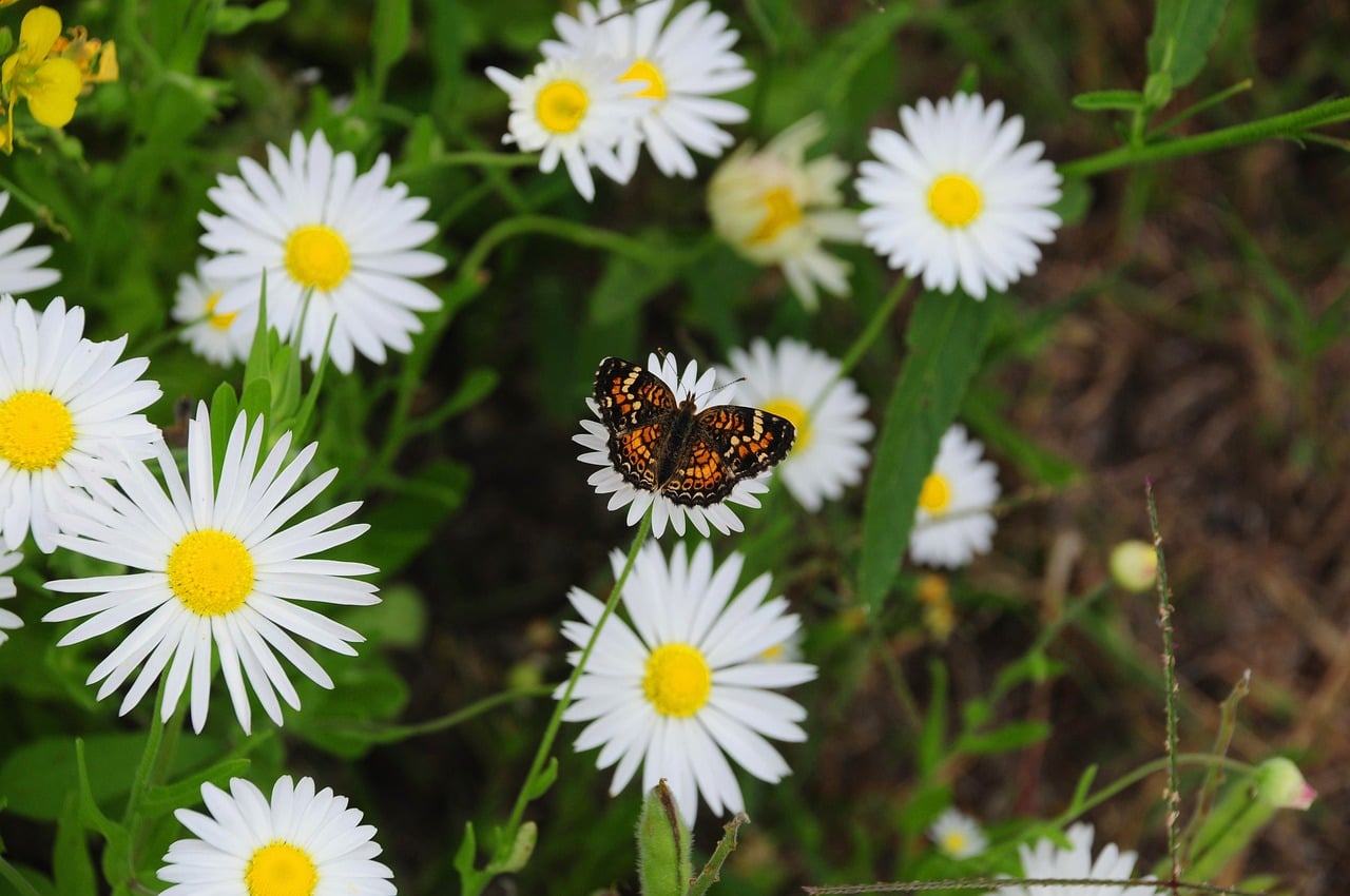 Butterfly - free online jigsaw puzzle photo