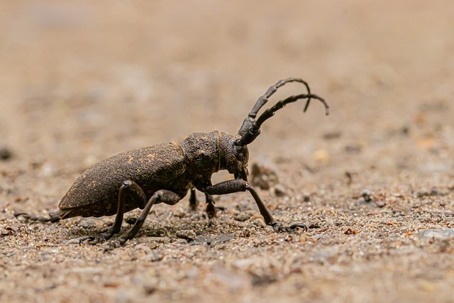 Free Beetle Insect photo and picture