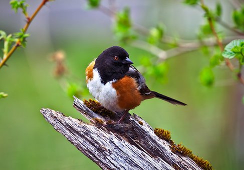 Fleckenkleiber, Vogelartig, Natur