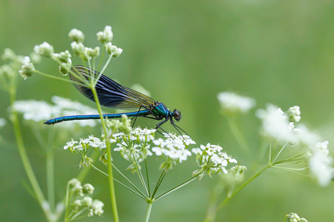 Free Dragonfly Flower photo and picture