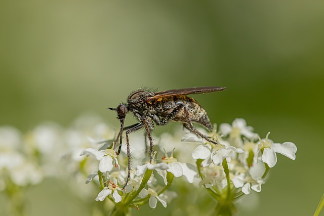 Free Fly Flower photo and picture
