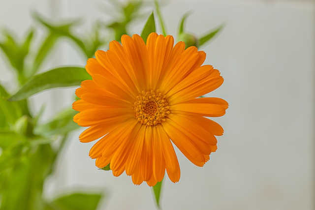 Free Marigold Orange Flower photo and picture