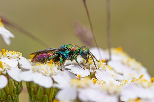 Free Ruby-Tailed Wasp Flowers photo and picture