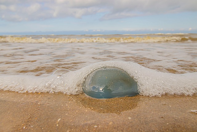 Free Jellyfish Beach photo and picture