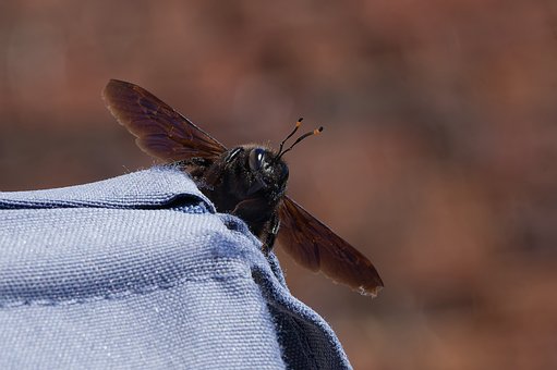 Abeja, Insecto, Macro, Naturaleza