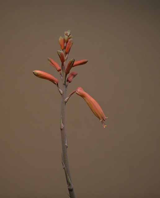 Free Aloe Bud photo and picture