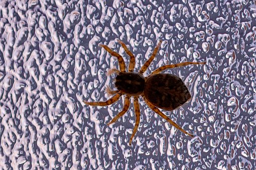 Spinne, Makro, Textur, Wassertropfen
