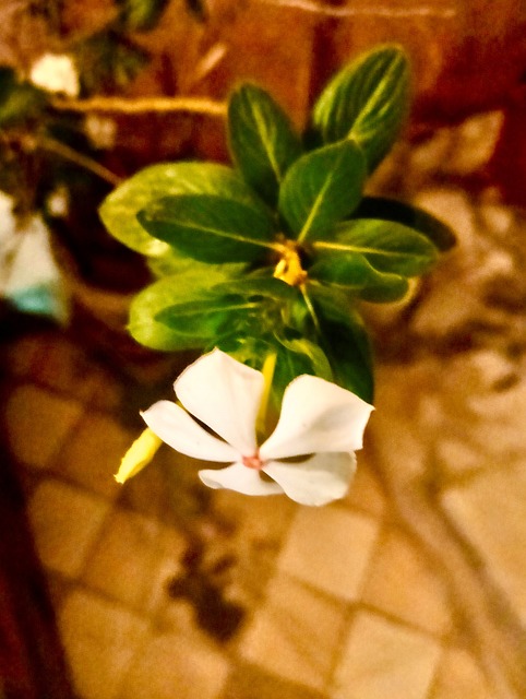 Free Nature Flower photo and picture