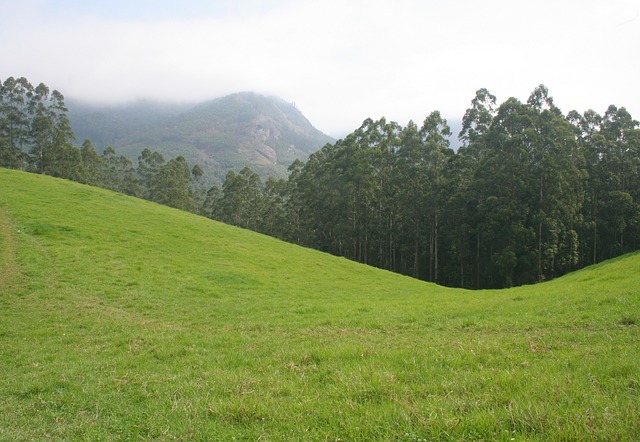 Free Kerala Munnar photo and picture