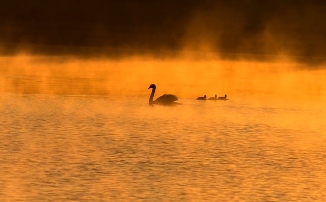 Schwäne, Nebel, Wasseroberfläche