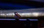 Random: sparrow, bird, bench, nature, little bird, wild, water, shade, urban, straightforward, natural, perching bird, details, sitting, calm, summer, park, searching, lonely