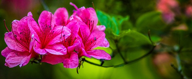 Rosa Blüten, Blüte, Blütendetails